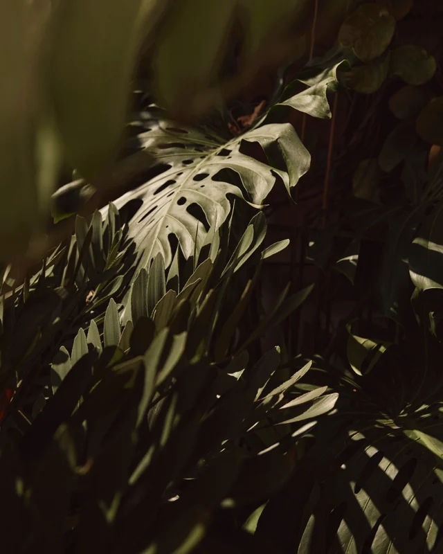 You’re surrounded by palms and cascading green at every level. The kind of subtropical calm that feels like it should be miles from the city.

Then the hum of James Street drifts up from below, a reminder that you’re right in the heart of it all. 

Resort ease. Neighbourhood energy. Both worlds at once.